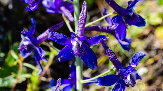 Delphinium variegatum Royal larkspur, Delphinium variegatum