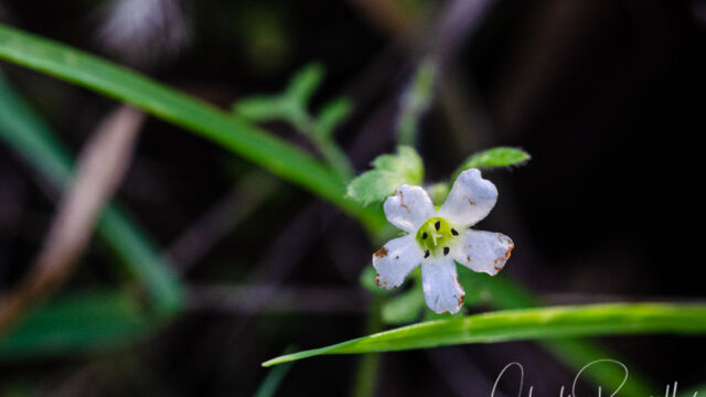 Nemophila heterophylla, a little beat up Canyon nemophila, Nemophila heterophylla