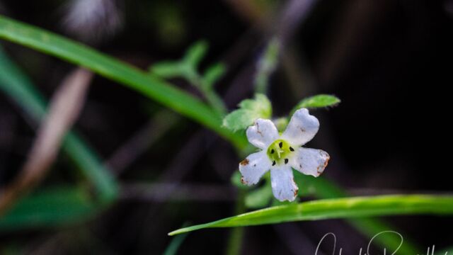 Nemophila heterophylla, a little beat up Canyon nemophila, Nemophila heterophylla