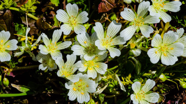 Limnanthes alba White meadowfoam, Limnanthes alba