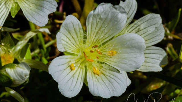 Limnanthes alba White meadowfoam, Limnanthes alba