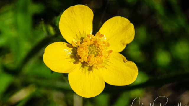 Ranunculus canus Sacramento valley buttercup, Ranunculus canus