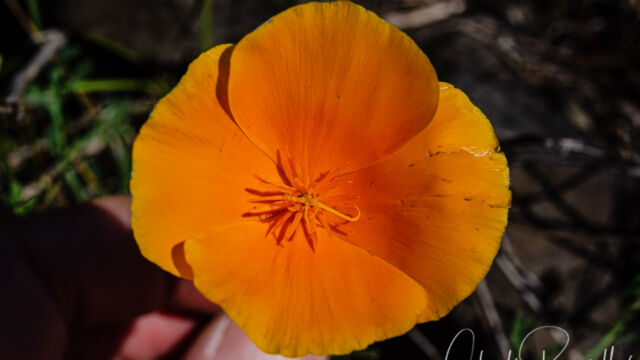 Eschscholzia caespitosa Foothill poppy, Eschscholzia caespitosa