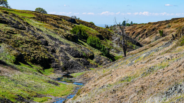 Beatson hollow, very few flowers this year North Table Mountain