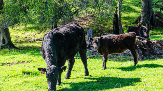 North Table Mountain