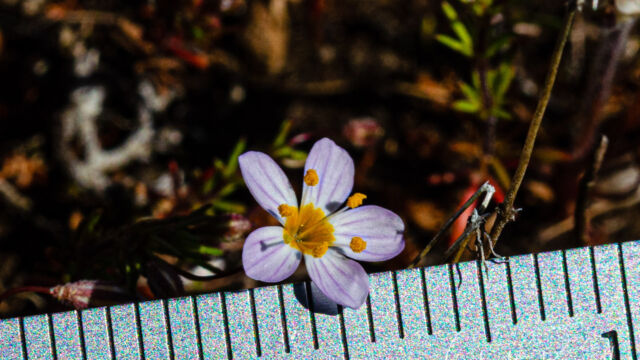 Leptosiphon filipes Thread linanthus, Leptosiphon filipes