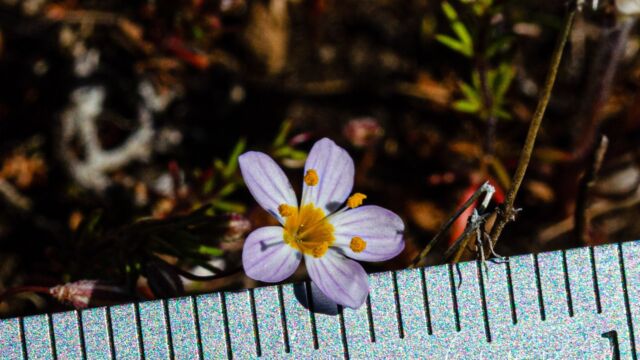 Leptosiphon filipes Thread linanthus, Leptosiphon filipes