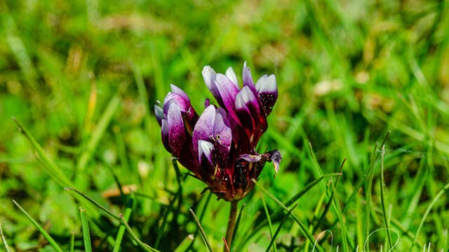 Trifolium variegatum Whitetip clover, Trifolium variegatum