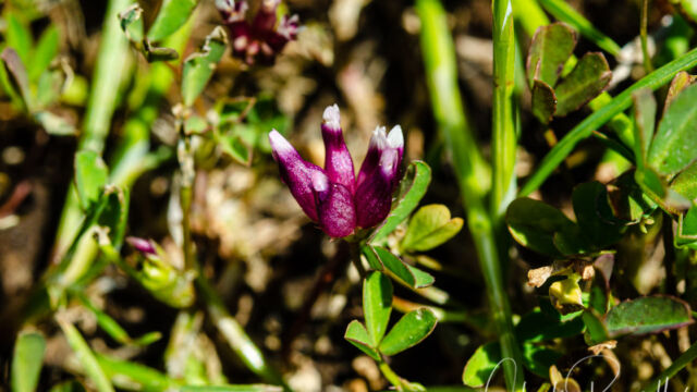Trifolium depauperatum Cowbag clover, Trifolium depauperatum