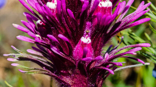 Castilleja exserta Purple owl's clover, Castilleja exserta