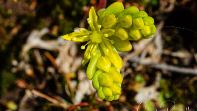 Sedella pumila Sierra mock stonecrop, Sedella pumila
