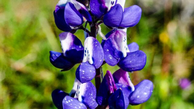 Lupinus nanus Sky lupine, Lupinus nanus