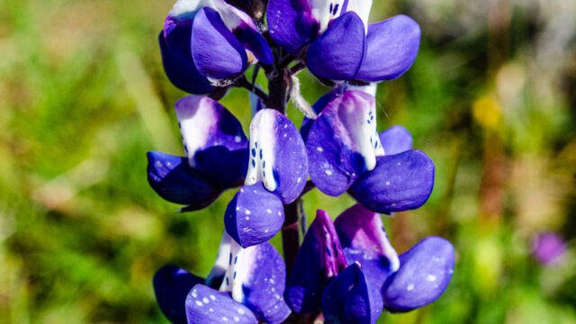 Lupinus nanus Sky lupine, Lupinus nanus