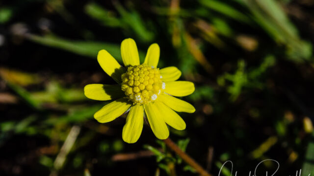 Blennosperma nanum var. nanum Yellow carpet, Blennosperma nanum var. nanum