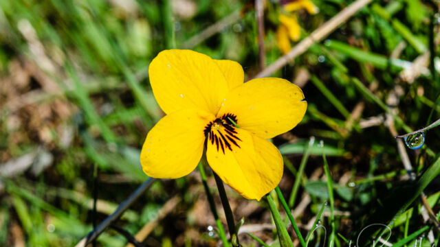 Viola douglasii Douglas' golden violet, Viola douglasii