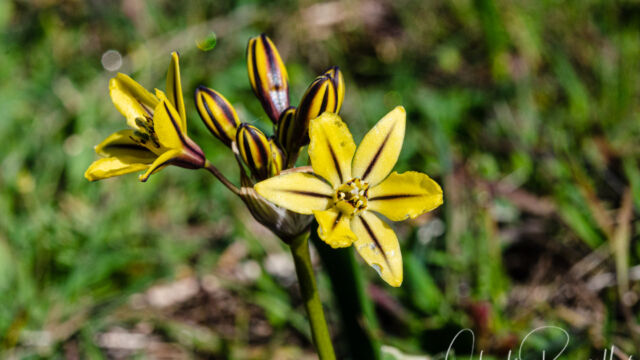 Triteleia ixioides ssp. unifolia Dark-stained Prettyface, Triteleia ixioides ssp. unifolia