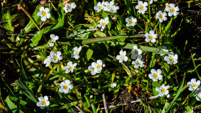 Plagiobothrys stipitatus var. micranthus Stalked popcornflower, Plagiobothrys stipitatus var. micranthus