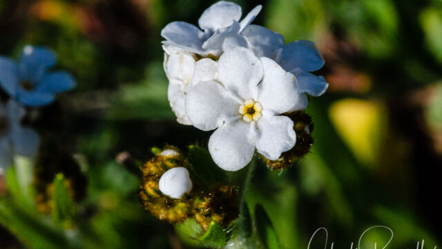 Plagiobothrys nothofulvus Rusty haired popcorn flower, Plagiobothrys nothofulvus