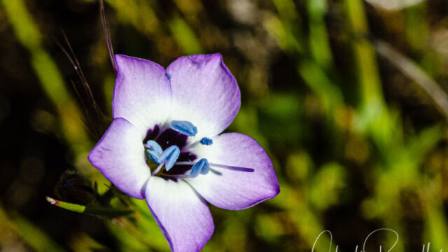 Gilia tricolor Bird's eye gilia, Gilia tricolor