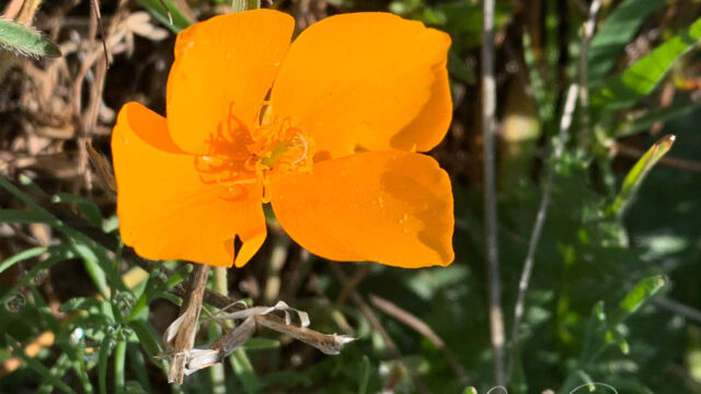 Eschscholzia lobbii Frying pans, Eschscholzia lobbii