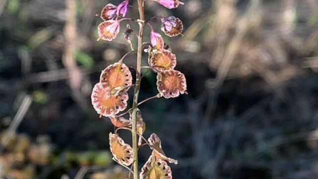 Thysanocarpus curvipes Sand fringepod, Thysanocarpus curvipes