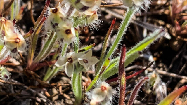 Plantago erecta Dotseed plantain, Plantago erecta