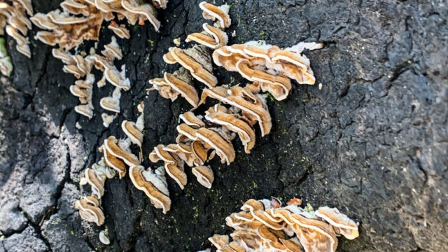 Stereum hirsutum False Turkey-Tail, Stereum hirsutum