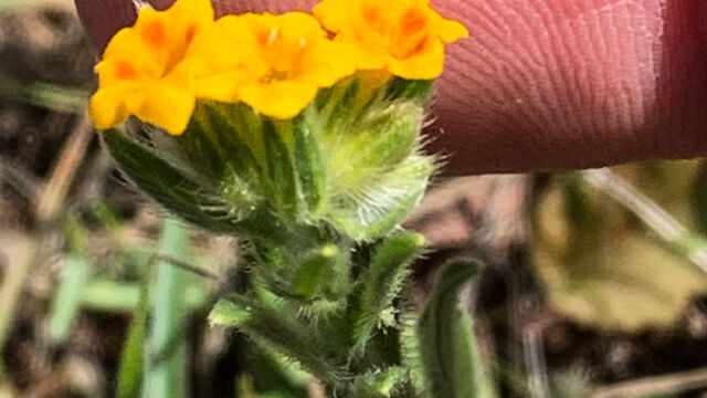 Amsinckia sp. Fiddleneck, Amsinckia sp.