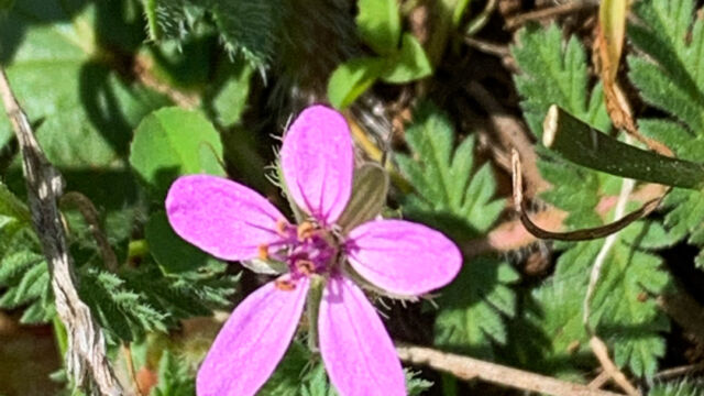 Erodium cicutarium Redstem stork's bill, Erodium cicutarium