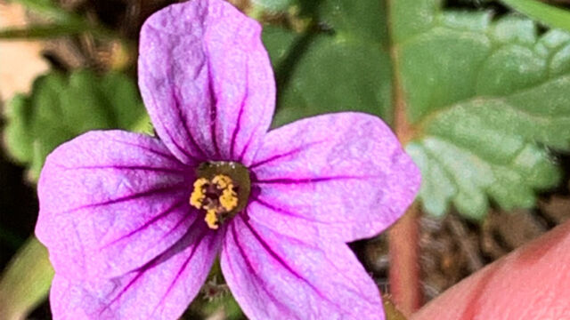 Erodium botrys Longbeak stork's bill, Erodium botrys