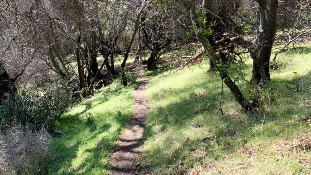 Trail down Beatson Hollow North Table Mountain