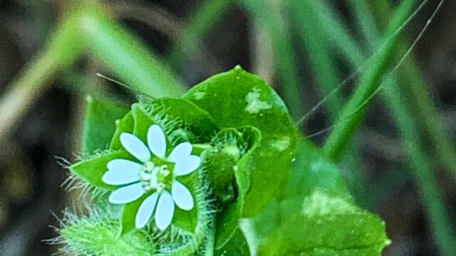Stellaria media Common Chickweed, Stellaria media