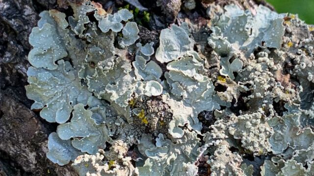 Flavopunctelia flaventior Speckled Greenshield, Flavopunctelia flaventior