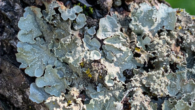 Flavopunctelia flaventior Speckled Greenshield, Flavopunctelia flaventior