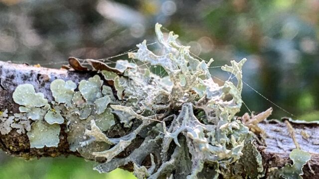Evernia prunastri Oakmoss, Evernia prunastri