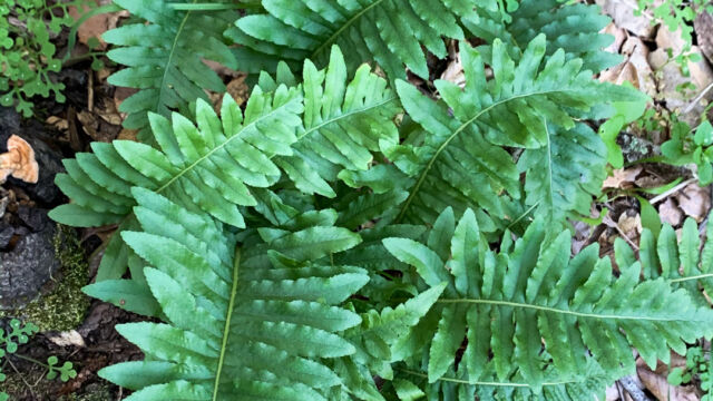 Polypodium californicum California Polypody, Polypodium californicum