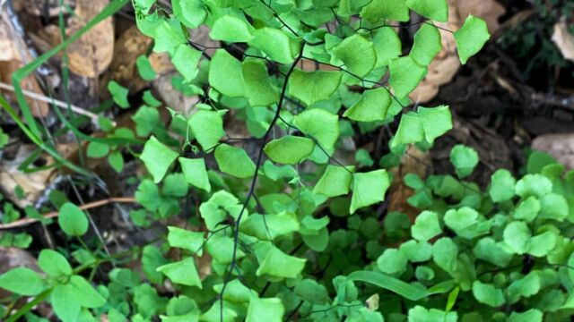 Adiantum jordanii California Maidenhair Fern, Adiantum jordanii