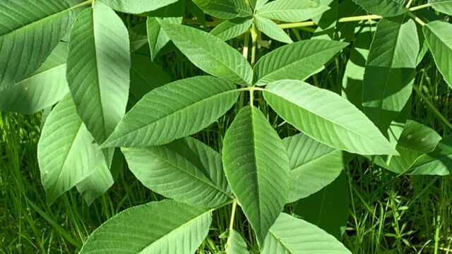 Aesculus californica California Buckeye, Aesculus californica