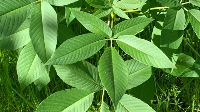 Aesculus californica California Buckeye, Aesculus californica