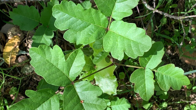 Toxicodendron diversilobum Pacific Poison Oak, Toxicodendron diversilobum
