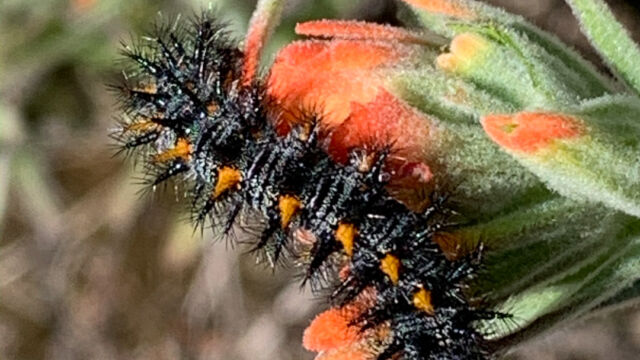 Euphydryas chalcedona Variable Checkerspot, Euphydryas chalcedona