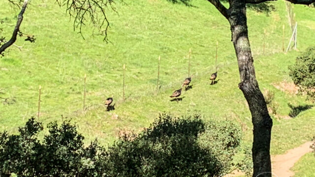 Meleagris gallopavo. We saw (and heard) them at several places on the trail Wild Turkeys, Meleagris gallopavo. We saw (and heard) them at several places on the trail