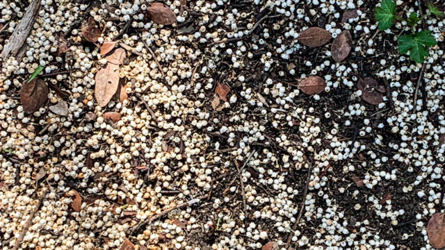 Manzanita blossoms covering the trail like snow Manzanita blossoms covering the trail like sno