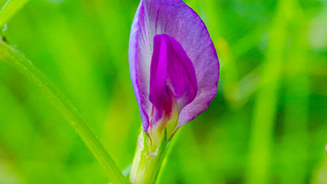 Vicia sativa Common Vetch, Vicia sativa