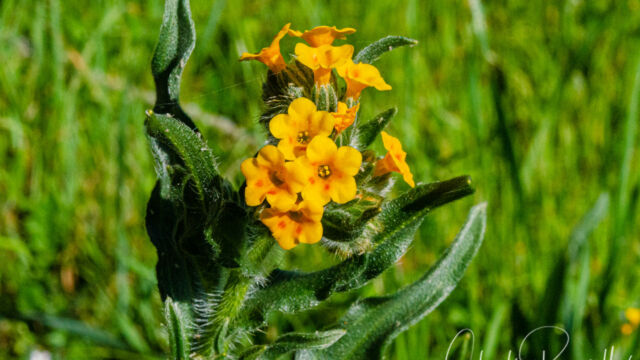 Amsinckia menziesii Common Fiddleneck, Amsinckia menziesii
