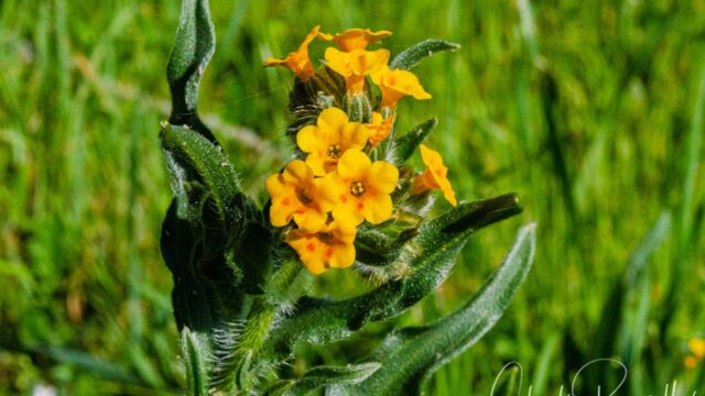Amsinckia menziesii Common Fiddleneck, Amsinckia menziesii