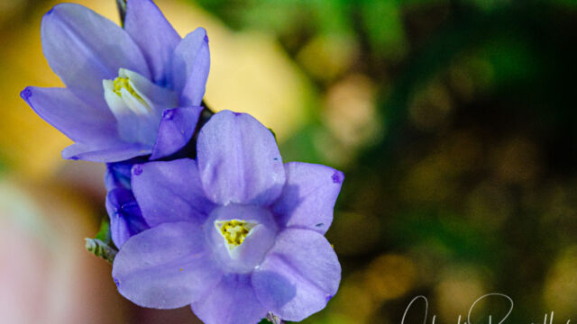 Dipterostemon capitatus subsp. capitatus, formerly Dichelostemma capitatum ssp. capitatum Blue Dicks, Dipterostemon capitatus subsp. capitatus, formerly Dichelostemma capitatum ssp. capitatum