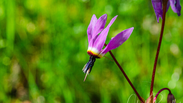 Primula hendersonii Mosquito bill, Primula hendersonii