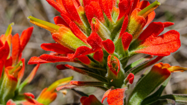 Castilleja foliolosa Woolly paintbrush, Castilleja foliolosa
