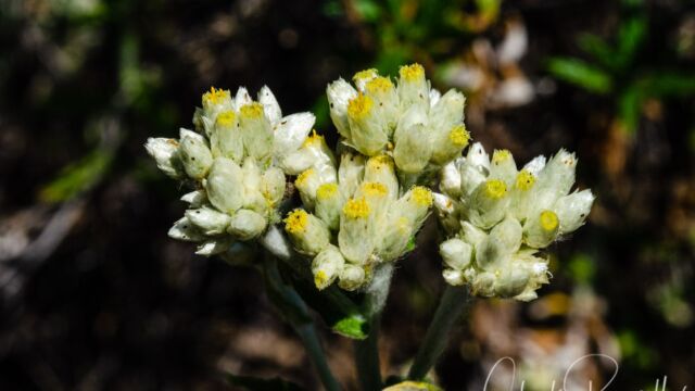 Pseudognaphalium sp. Rabbit Tobacco, Pseudognaphalium sp.